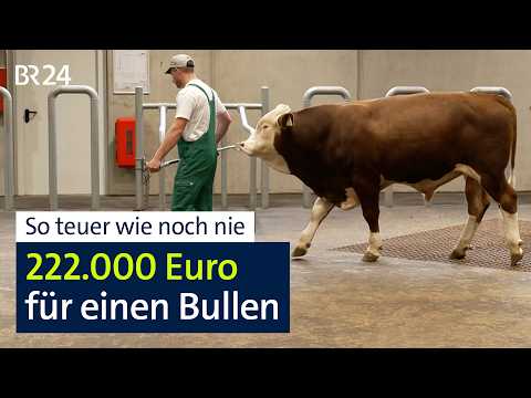 Melodie aus der Oberpfalz: Der Zuchtbulle, der alle Rekorde bricht | BR24 vor Ort