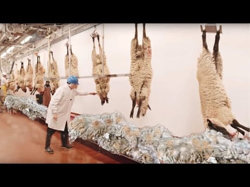 How SHEEP'S WOOL🐑 is CONVERTED into CLOTHING🧶