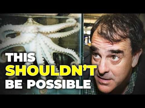 Octopus Are Doing Something Very Weird