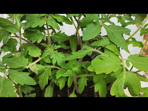 СЕЙТЕ ТОМАТЫ ТОЛЬКО ТАК! ЛУЧШИЙ СПОСОБ ДЛЯ РАННЕГО УРОЖАЯ