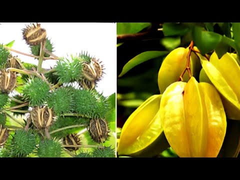 15 самых опасных фруктов в мире, о которых вы даже не догадывались