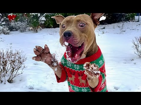 I Can’t Stop Laughing Watching Dogs See Snow for the First Time 🤣