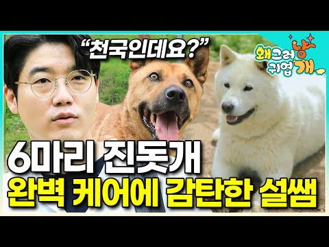 3천 평 정원에서 행복하게 뛰노는 6마리 진돗개들! 그런데, 이 정원을 반으로 나눠놓은 의문의 철책..? 과연 그 정체는? │#왜그러냥귀엽개