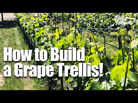 How to Build a Grape Trellis for Wine! | Season 1, Episode 2 | Grape Trellis for Your Vineyard