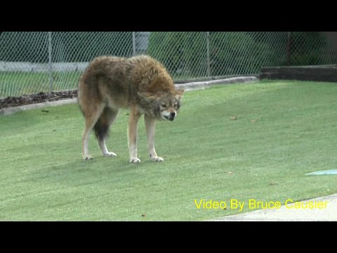 Large Coyote Shows Teeth To Warn Koji To Stay Back