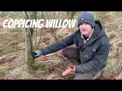 Coppicing Willow, Why, When and How.