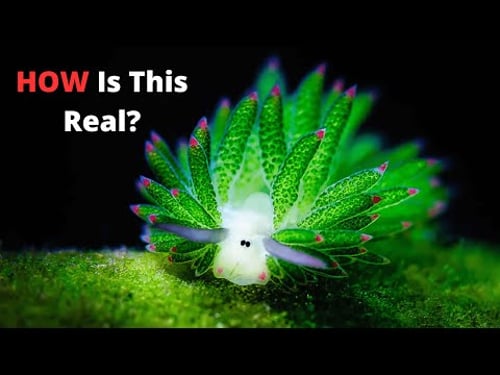 These Sea Creatures Break the Rules of Nature