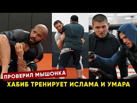 Дагестанцы проверили Мышонка / Хабиб готовит Махачева и Умара к бою на UFC 311
