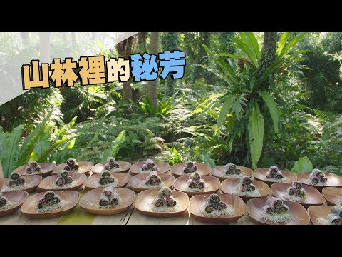 【台灣香料】山林裡的秘芳|台灣原生植物入餐桌 (我們的島第991集 2019-02-11)