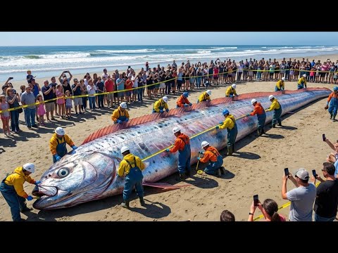 Giant Oarfish from the Deep Sea - Leviathan’s Journey from the Abyss to the Ship