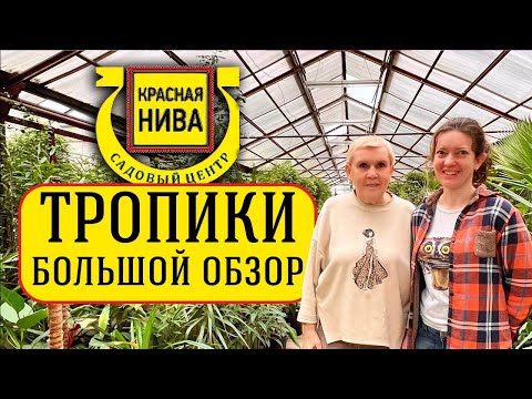 Red Niva | A collection of unique plants!