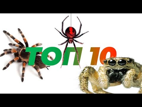 Top 10 spiders to keep at home.