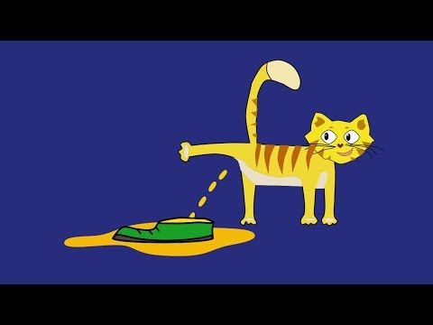 Why does a cat shit?