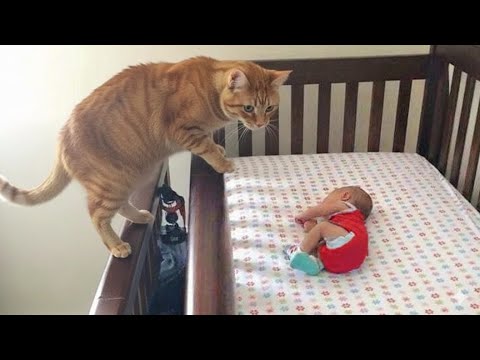 When a Cat Meets His Baby Brother for the First Time πβ€οΈ