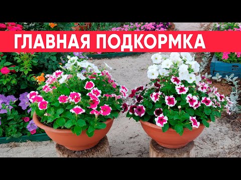 Самая главная подкормка петуний для пышного долгого цветения