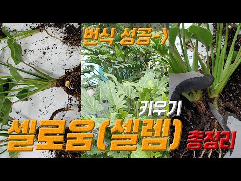 셀로움 키우기 🌱 셀로움 삽목 🌿 셀로움 번식 방법 🌴 셀로움 관리법 셀렘 키우기
