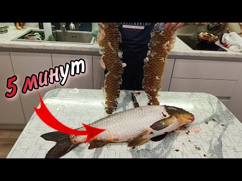 Как быстро почистить сазана (карпа) в квартире | Как разделать карпа или сазана