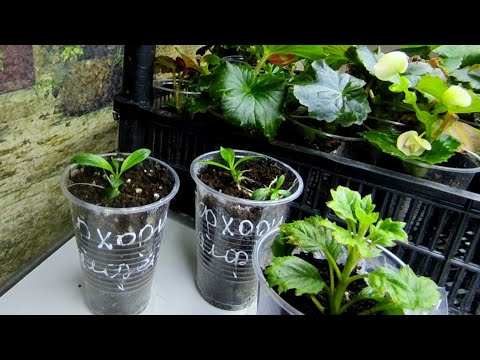 На какой стадии лучше пересаживать укорененные почки гортензии 🌿 Как я размножила Бонфаер и Пиксио 🌿