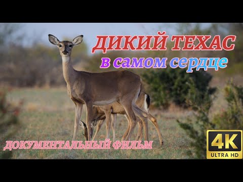Мир Дикой Природы. Дикий Техас. Документальный Фильм 4K.