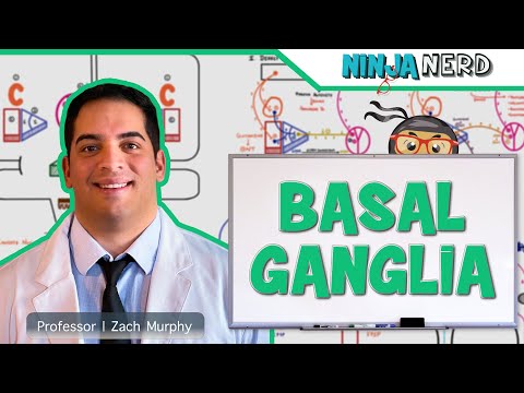 Neurology | Basal Ganglia Anatomy & Function | Direct & Indirect Pathways