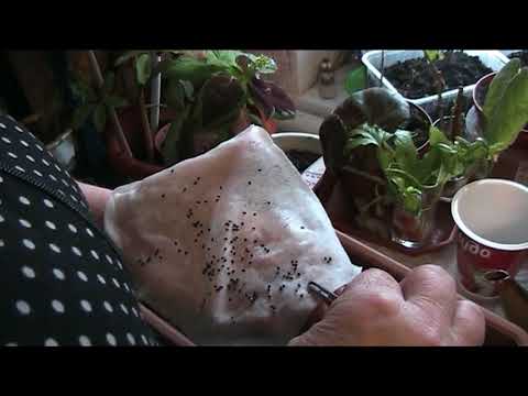 выращиваем киви из семян часть 1