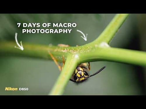 A Journey into Insect Photography: From Fungi to Flies!