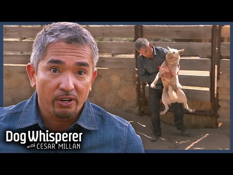 Wildest Dog Cesar Millan Has Faced Yet! | Dog Whisperer