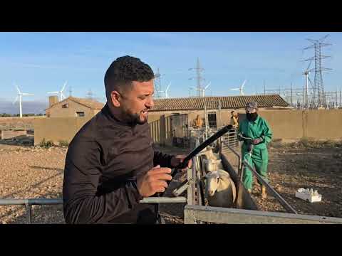 راه تربية الغنم ماشي سهلة الإخوان عندك تغلط وتندم مشروع اسبانيا