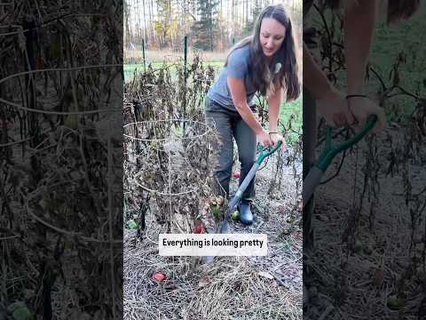 How I’m Preparing My Garden for Winter #gardeningtips #soiltesting #compost #zone4gardening