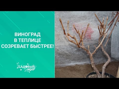 Посадите виноград в теплице - созревает быстрее!