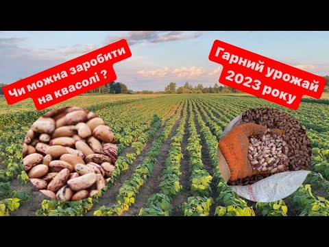 Вирощування квасолі від А до Я