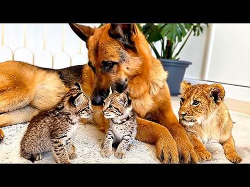 Dog Raised Bobcat Kittens and a Lion Cub. Two Years Later, Something Shocking Happened