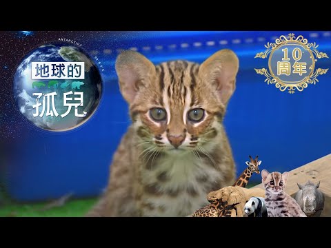 地球的孤兒~貓的消失,石虎的生與死Orphans of the Earth /Life and Death of Taiwan Leopard Cat