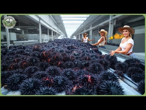 How Millions of Sea Urchins Are Processed - Massive Sea Urchin Harvesting For Luxury Uni