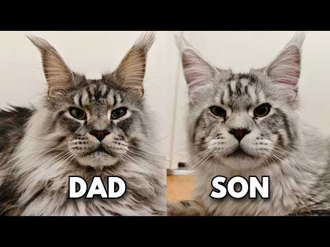 Dad Cat Meets His Grown Up Son For the First Time!