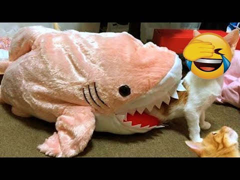 🐕 The funniest animal videos of 2025 to cheer you up! 🐈 You'll laugh! 😺 #cat #funnydog #funnycats