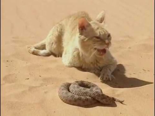Combat pour leur survie dans le désert : chat vs serpent