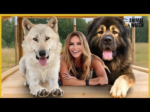 WHY 'WOLF KILLERS' CAN'T KILL WOLVES! - Kangal, Alabai etc