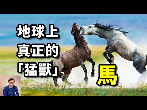 「人馬合一」主宰人類戰爭5000年,奧運會上唯一的動物,馬的歷史全都是傳奇!【老肉雜談】#動物 #馬 #野馬 #寵物 #古生物