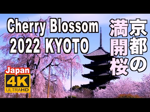 🇯🇵4K 2022 Japan Kyoto Cherry Blossom(sakura) 京都の桜 満開 花見 京都観光 旅行 案内 清水寺 嵐山 鴨川 東山 背割堤 鴨川 保津川下り 日本 桜名所