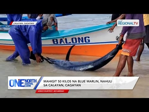 Mahigit 50 kilos na blue marlin, nahuli sa Calayan, Cagayan | One North Central Luzon