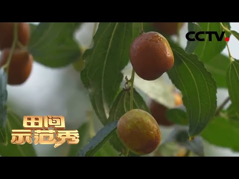 枣树挂果少?专家巧拉枣枝破难题 | CCTV「田间示范秀」20200818