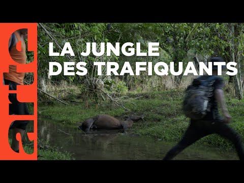 Panama-Colombie : dans l’enfer du Darien | ARTE Reportage