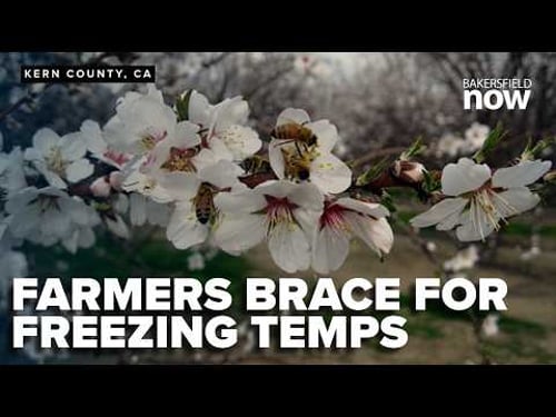 Kern County farmers brace for freezing temps, rain that could damage crops