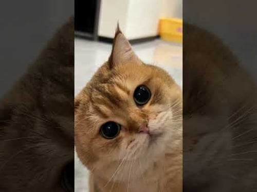 Funniest cat videos of the week try not to laugh. 😂 #funnycats #funnyfails #funnypets #fypシ