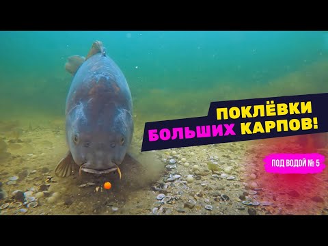 Какую НАСАДКУ выберет КАРП и АМУР под водой? Секреты рыбалки с подводной камерой! Часть 5