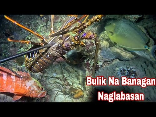 Episode 637 bulik Na Banagan Naglabasan Jackpot night spearfishing Philippines