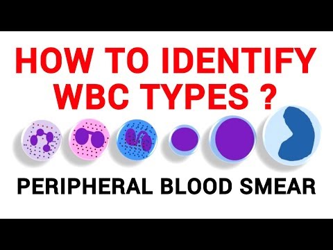 WBC IDENTIFICATION | PERIPHERAL BLOOD SMEAR | HAEMATOLOGY LAB | PHYSIOLOGY