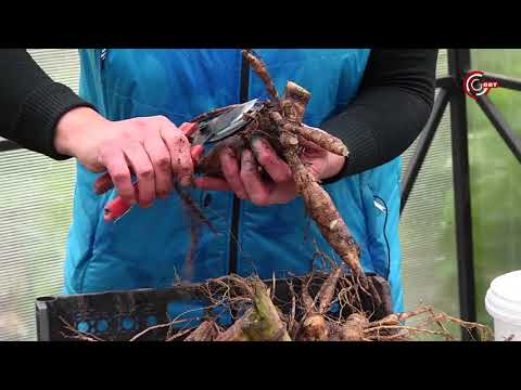 георгины закладка на хранение