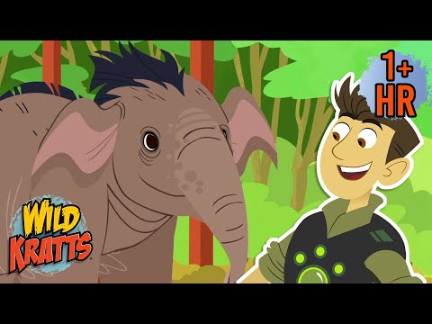 Rescuing Endangered Species | Creature Rescues | Wild Kratts